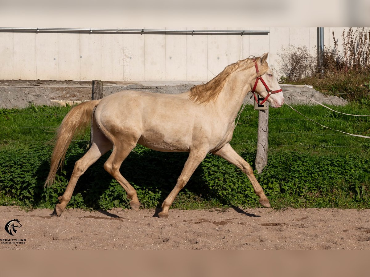 Lusitano Hengst 4 Jaar 158 cm Cremello in St. Liffroy Hospital