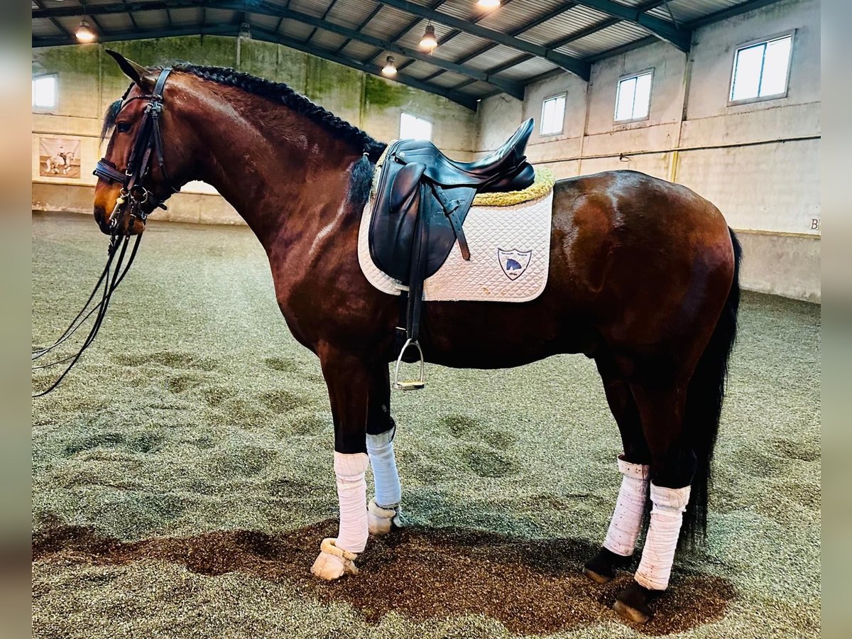 Lusitano Hengst 4 Jaar 160 cm Bruin in Ourém