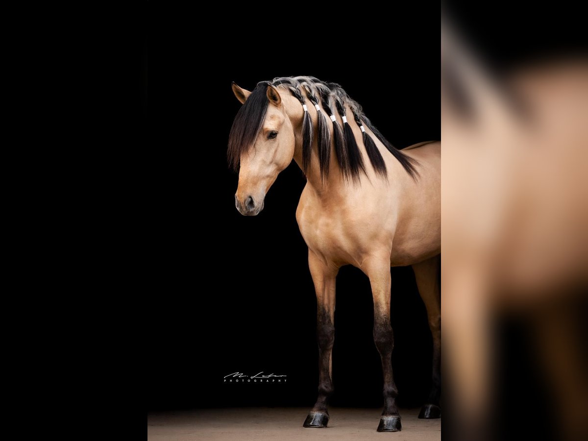 Lusitano Mix Hengst 4 Jaar 160 cm Falbe in Lonnig