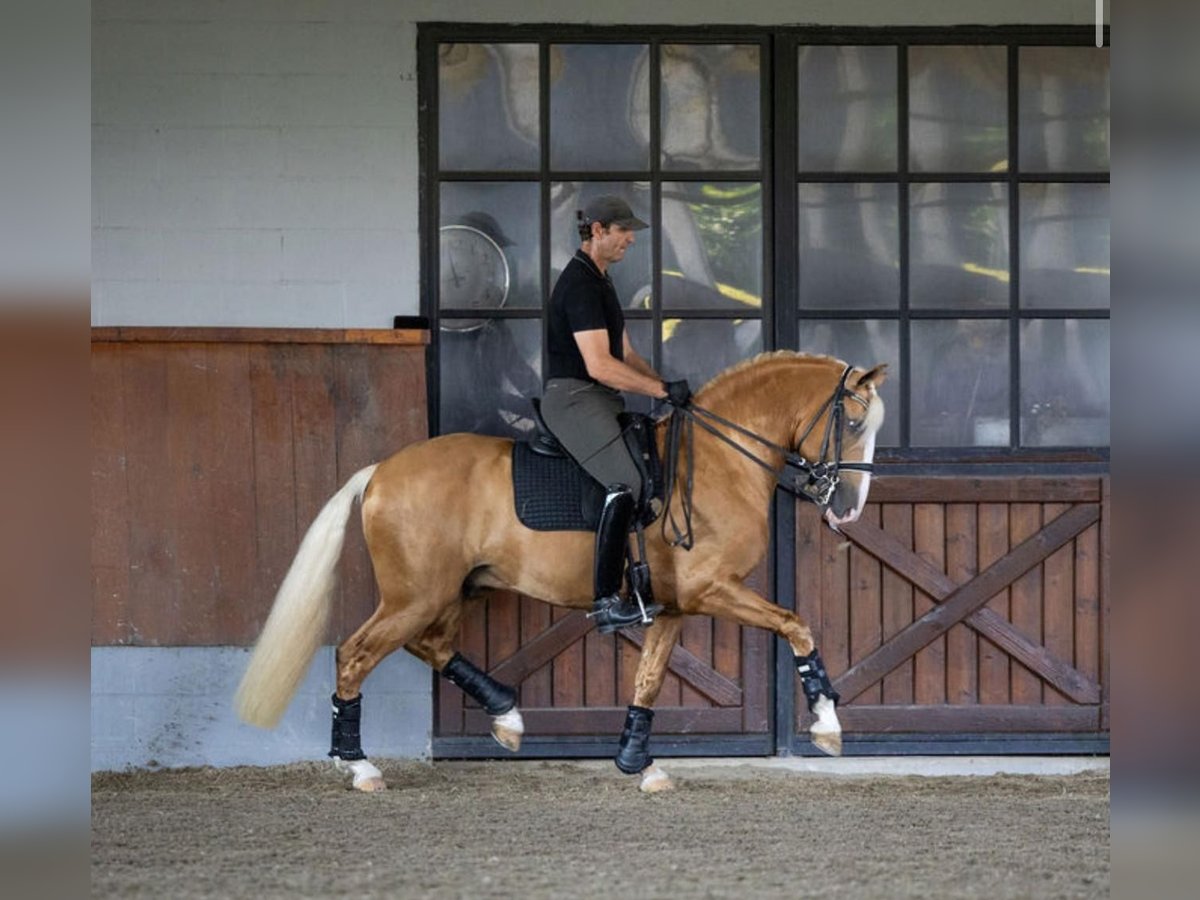 Lusitano Hengst 4 Jaar 160 cm Palomino in Brito - Guimarães