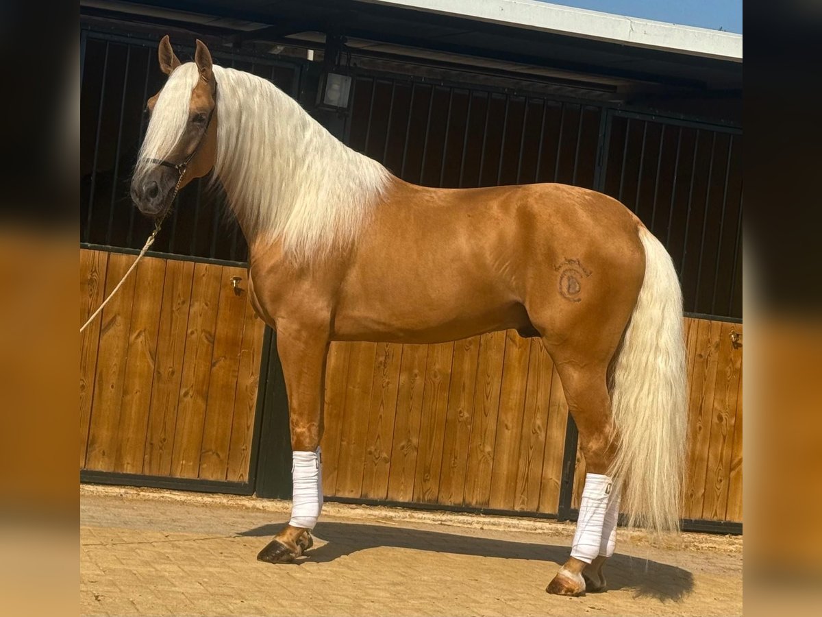 Lusitano Hengst 4 Jaar 160 cm Palomino in Martfeld