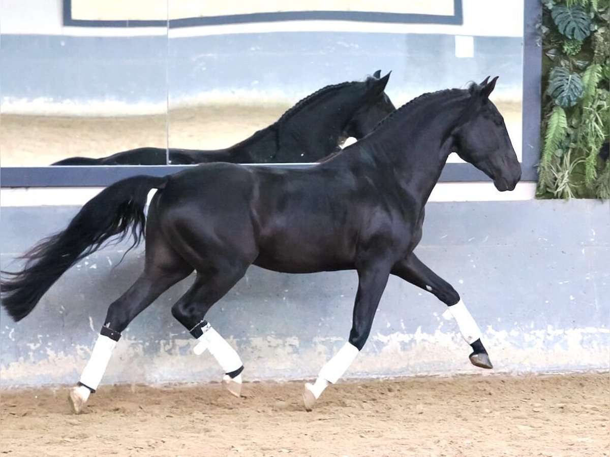 Lusitano Hengst 4 Jaar 160 cm Zwart in Navas Del Madroño