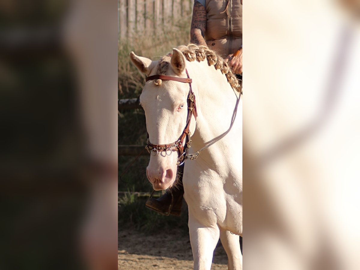 Lusitano Hengst 4 Jaar 161 cm Perlino in Ergeshausen