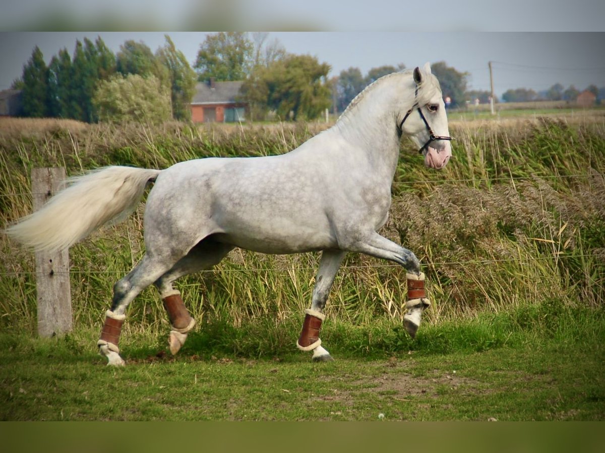 Lusitano Hengst 4 Jaar 162 cm Schimmel in Bredene