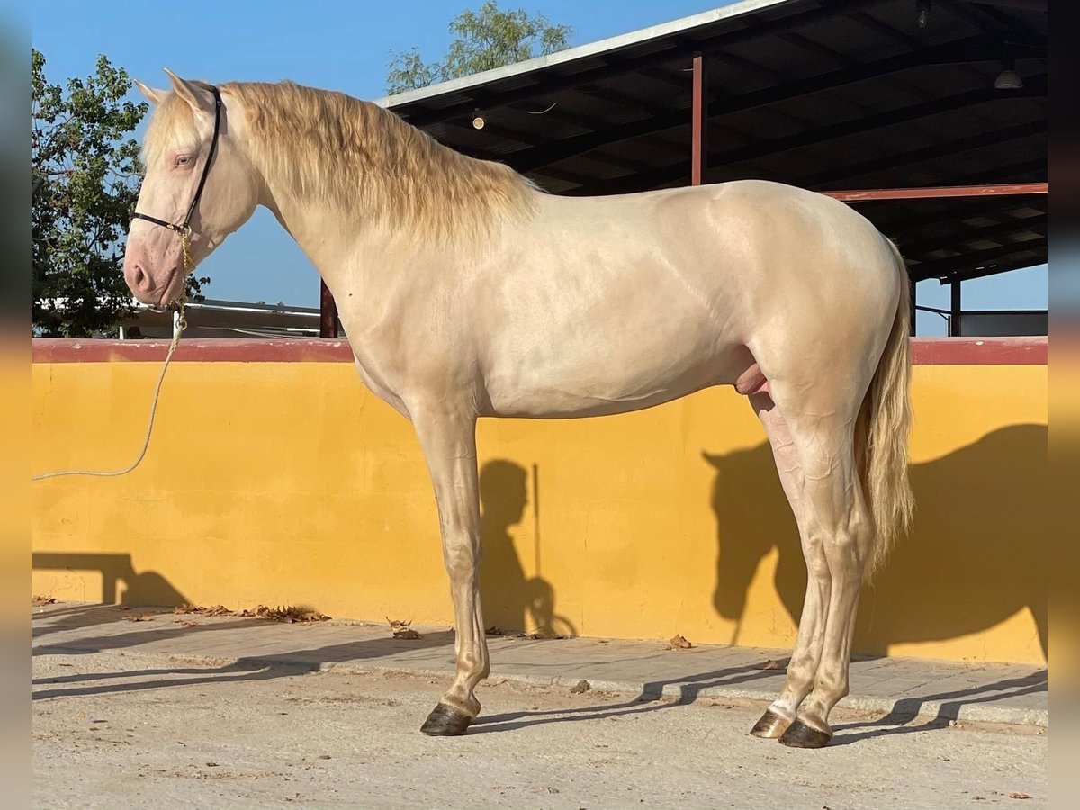 Lusitano Hengst 4 Jaar 163 cm Cremello in Martfeld