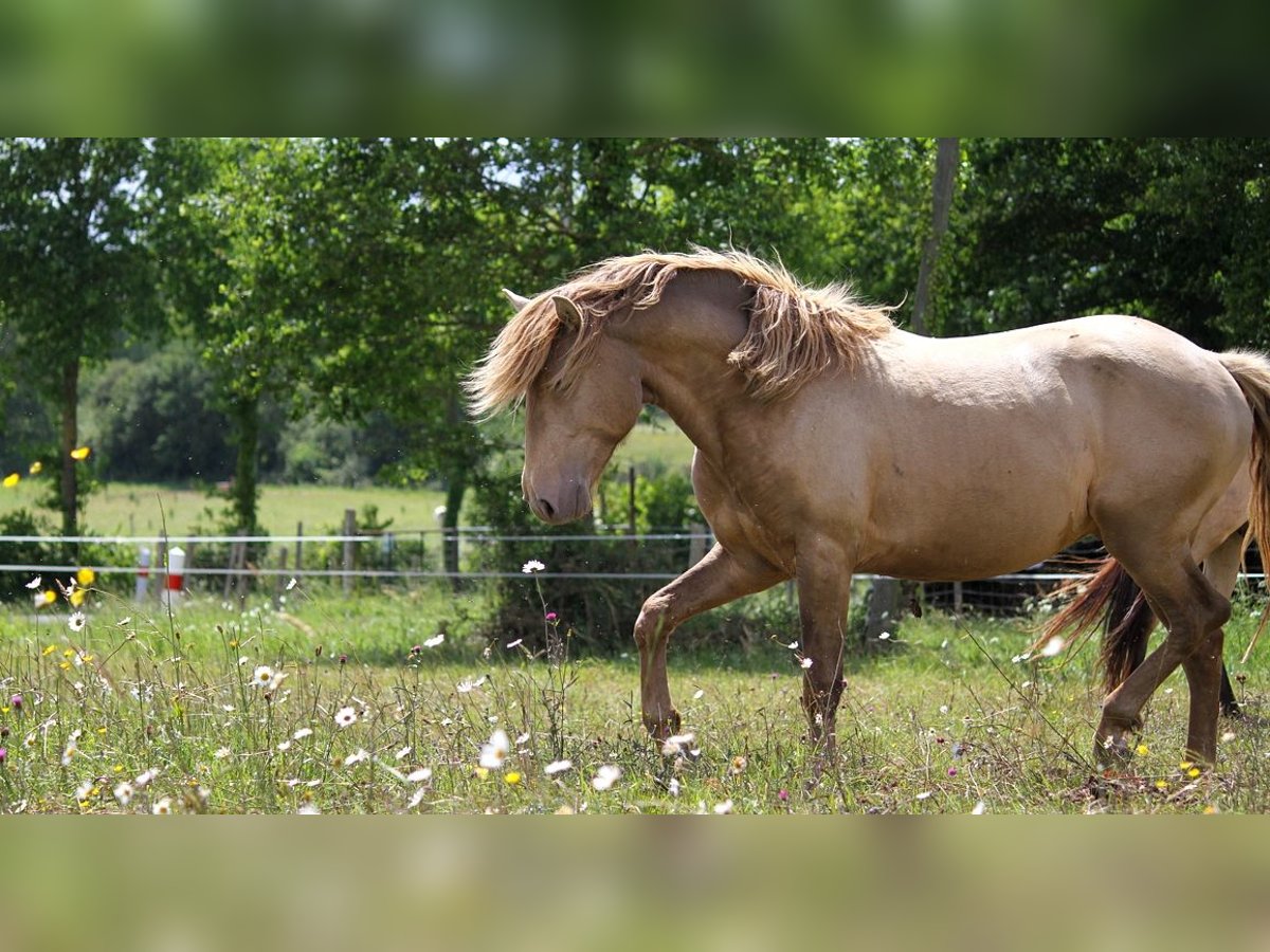 Lusitano Hengst 4 Jaar 164 cm Pearl in GOVEN