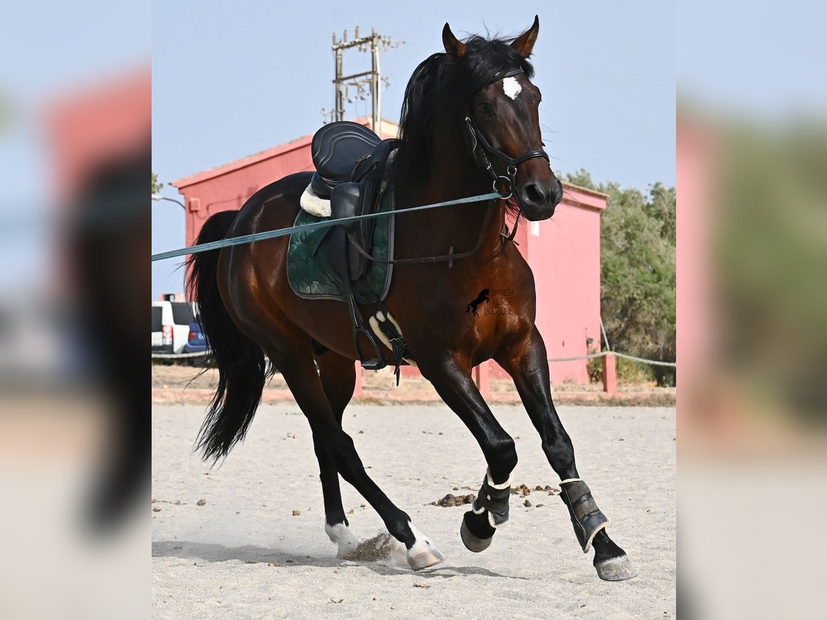 Lusitano Hengst 4 Jaar 165 cm Bruin in Mallorca