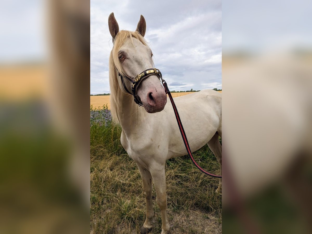 Lusitano Hengst 4 Jaar 165 cm Perlino in Bischheim