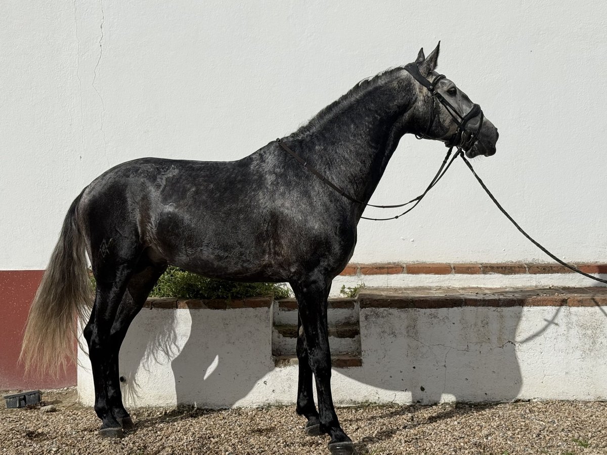 Lusitano Hengst 4 Jaar 165 cm Schimmel in Coruche