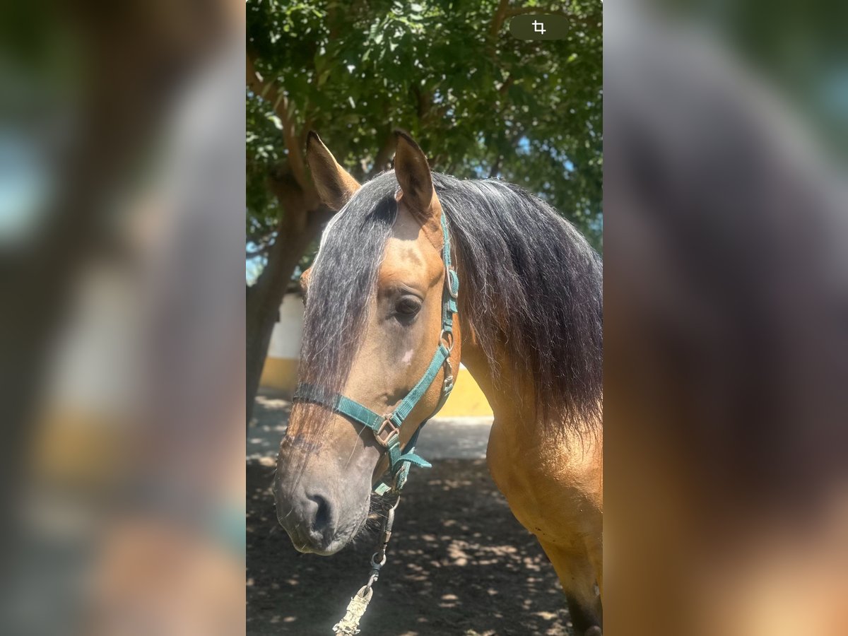 Lusitano Hengst 5 Jaar 160 cm Buckskin in Martfeld