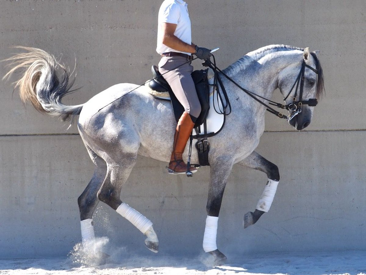 Lusitano Hengst 5 Jaar 160 cm Schimmel in NAVAS DEL MADRONO