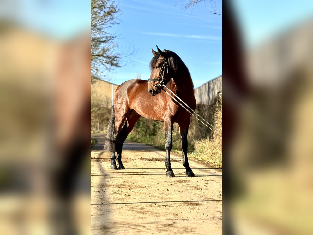 Lusitano Hengst 5 Jaar 164 cm Bruin in Perlerl