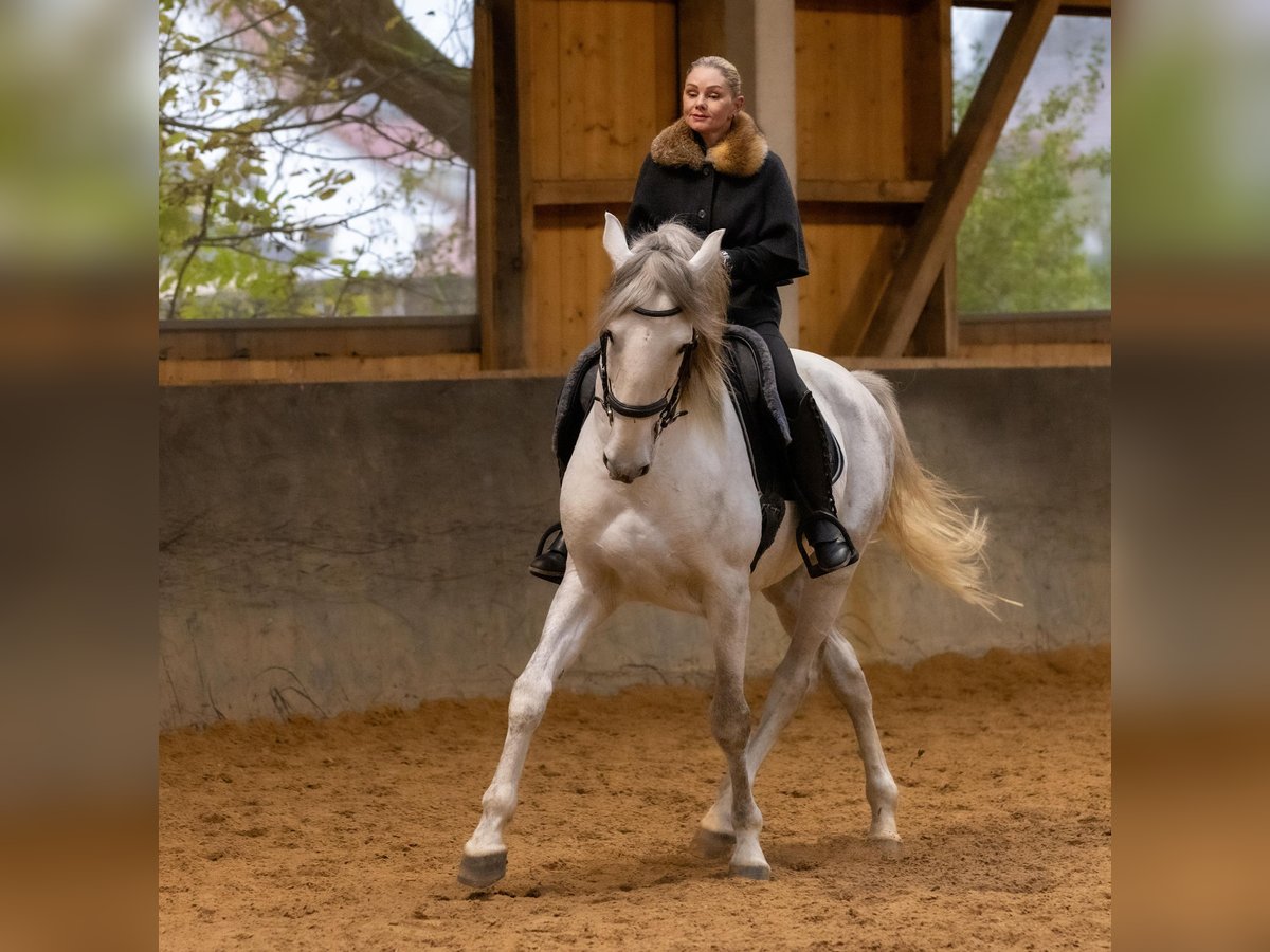 Lusitano Hengst 5 Jaar 168 cm Schimmel in Augsburg