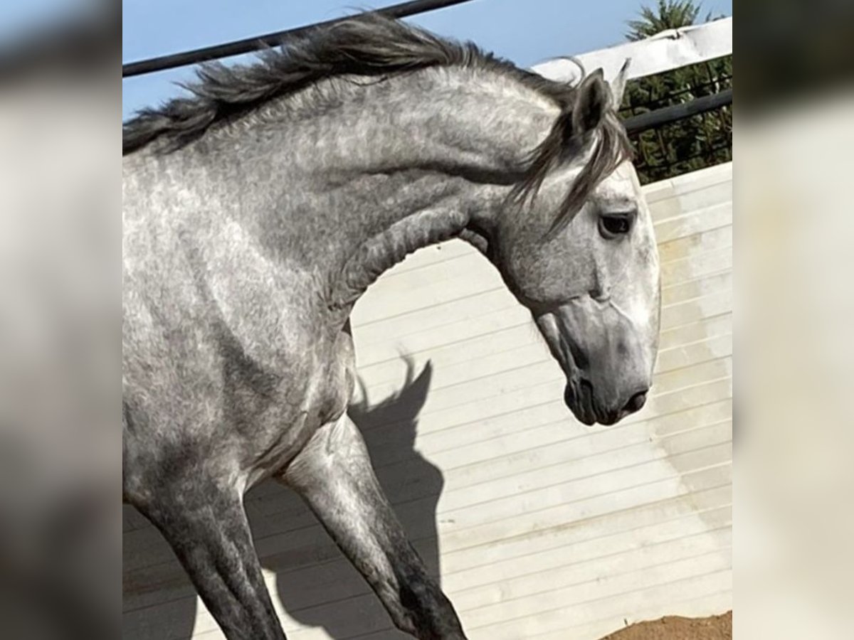 Lusitano Hengst 5 Jaar 168 cm Schimmel in Augsburg