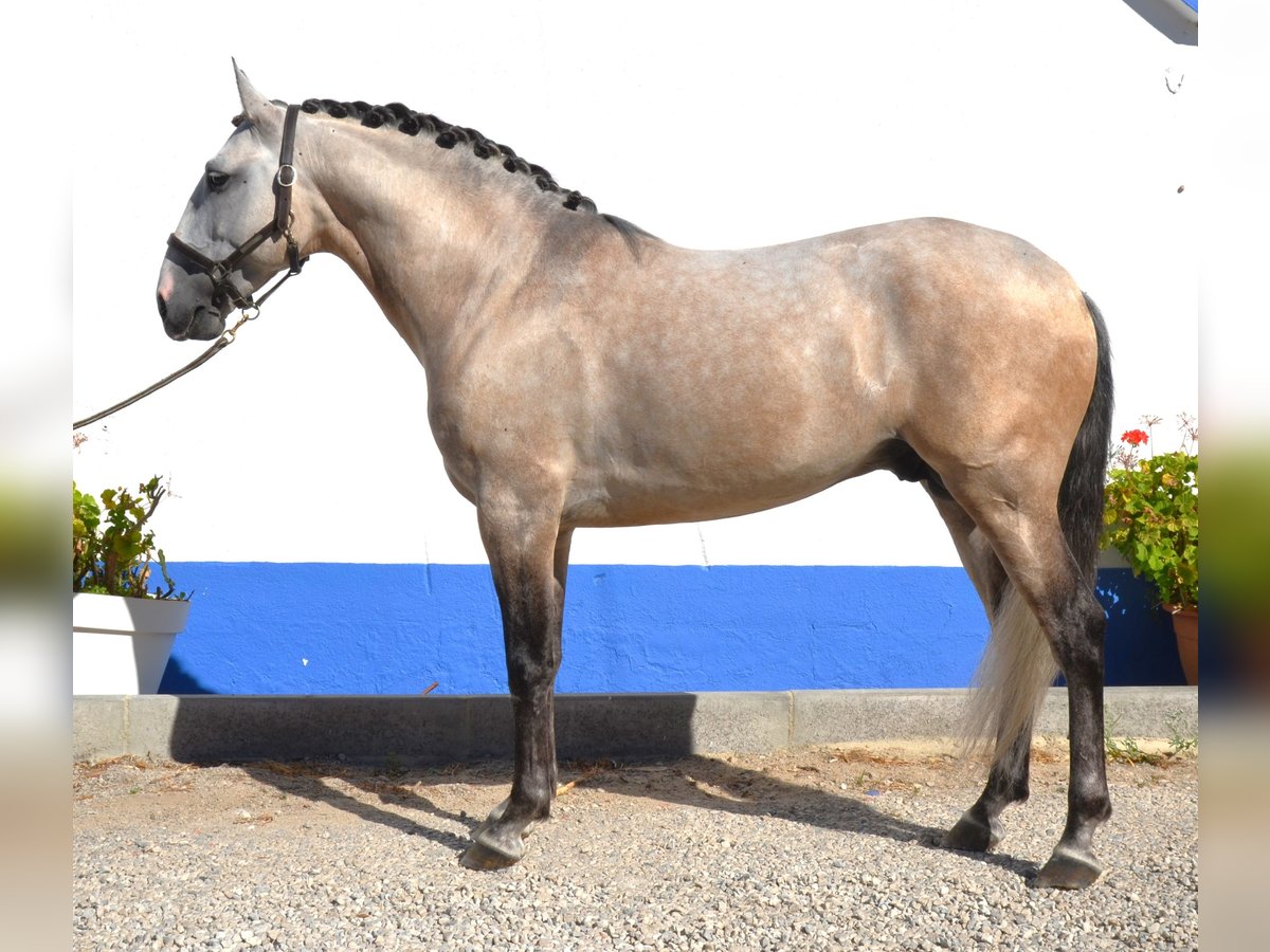 Lusitano Hengst 6 Jaar 160 cm kan schimmel zijn in Lissabon