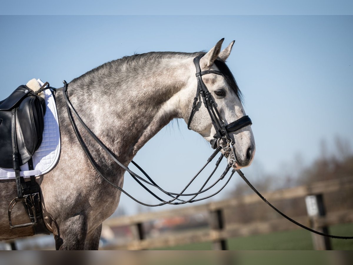 Lusitano Hengst 6 Jaar 162 cm Schimmel in Blankenberge