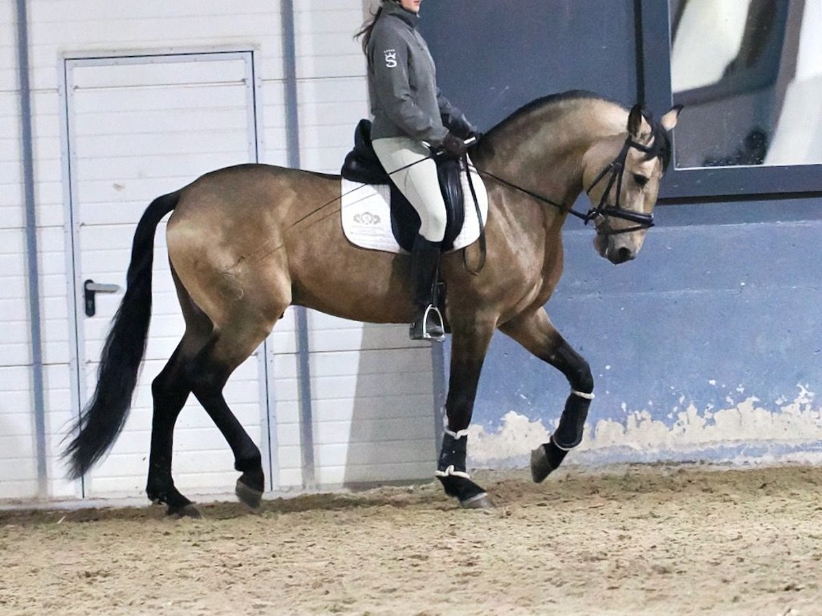 Lusitano Mix Hengst 6 Jaar 163 cm Falbe in Navas Del Madroño