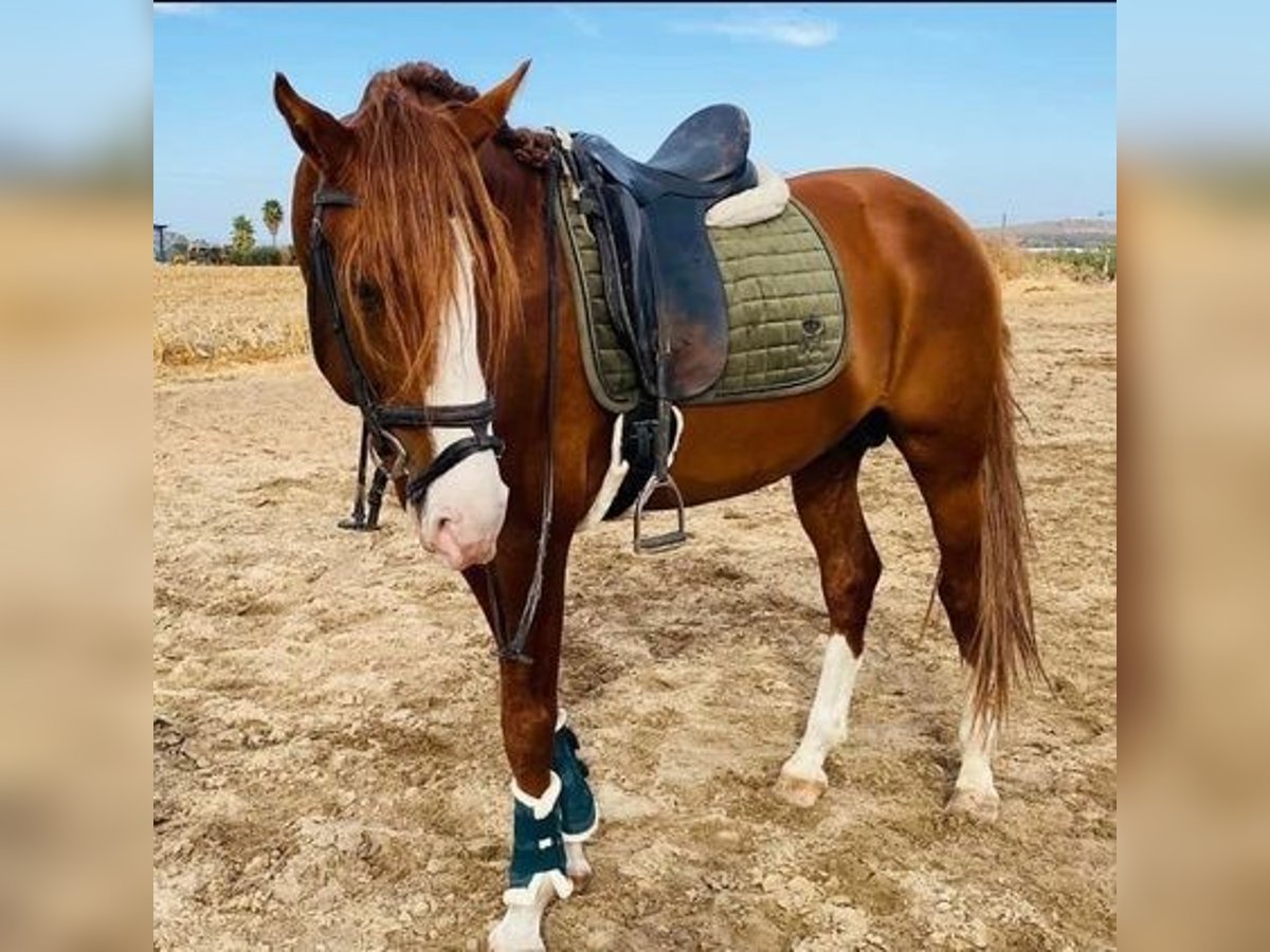 Lusitano Hengst 6 Jaar 165 cm Vos in Badajoz