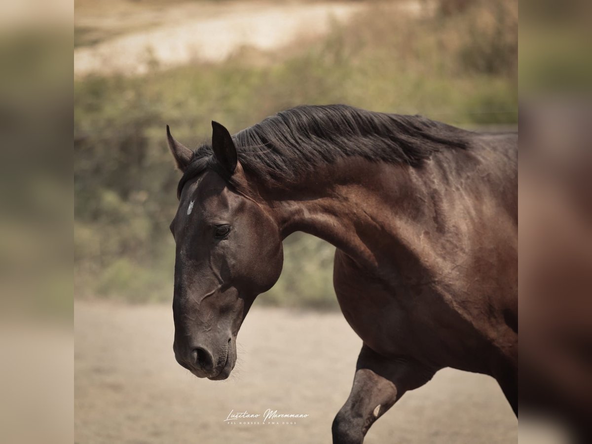 Lusitano Hengst 6 Jaar 166 cm Zwart in RIO MAIOR