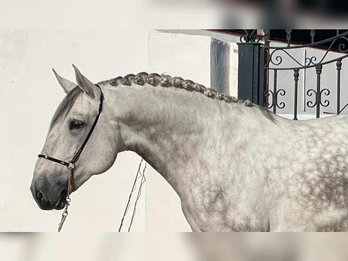 Lusitano Hengst 6 Jaar 170 cm Appelschimmel in Martfeld