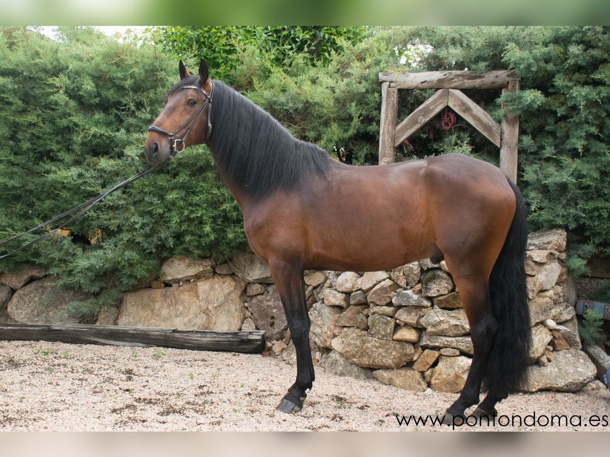 Lusitano Hengst 6 Jaar 170 cm Roodbruin in madrid