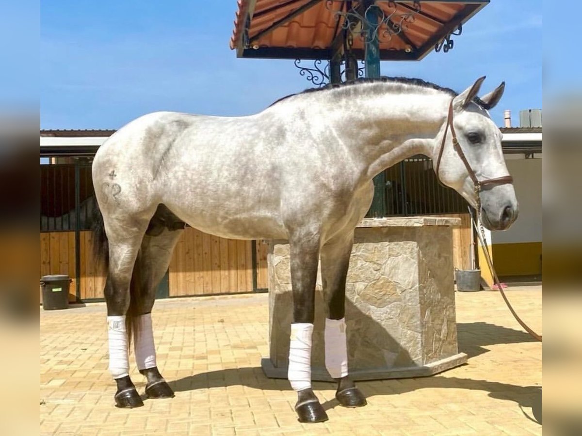 Lusitano Hengst 6 Jaar Appelschimmel in Martfeld