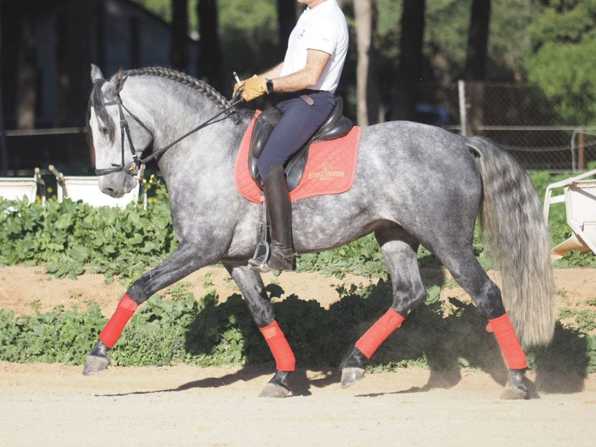 Lusitano Hengst 7 Jaar 162 cm Schimmel in NAVAS DEL MADRONO