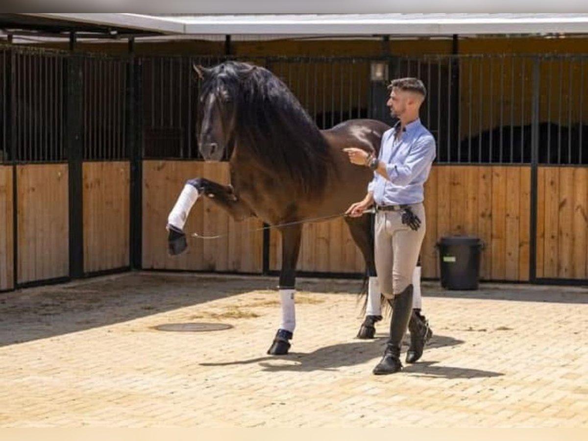 Lusitano Hengst 7 Jaar 163 cm Donkerbruin in Martfeld