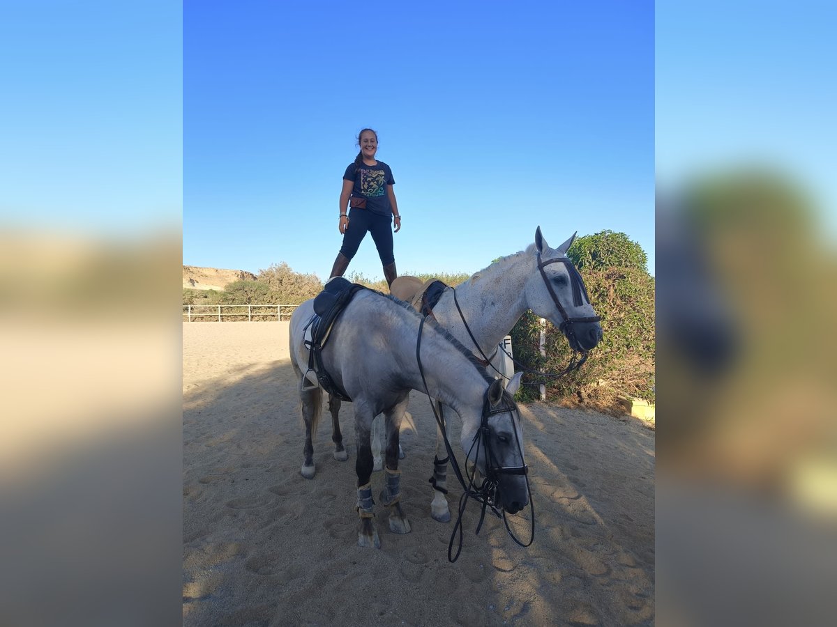 Lusitano Hengst 8 Jaar 170 cm Schimmel in Barcelona