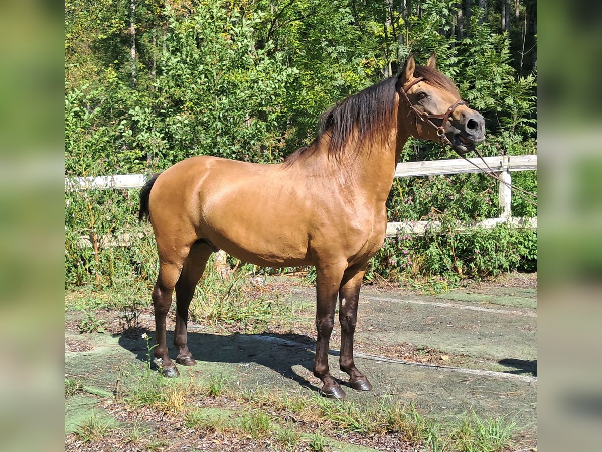 Lusitano Hengst 9 Jaar 150 cm Falbe in Bayerbach