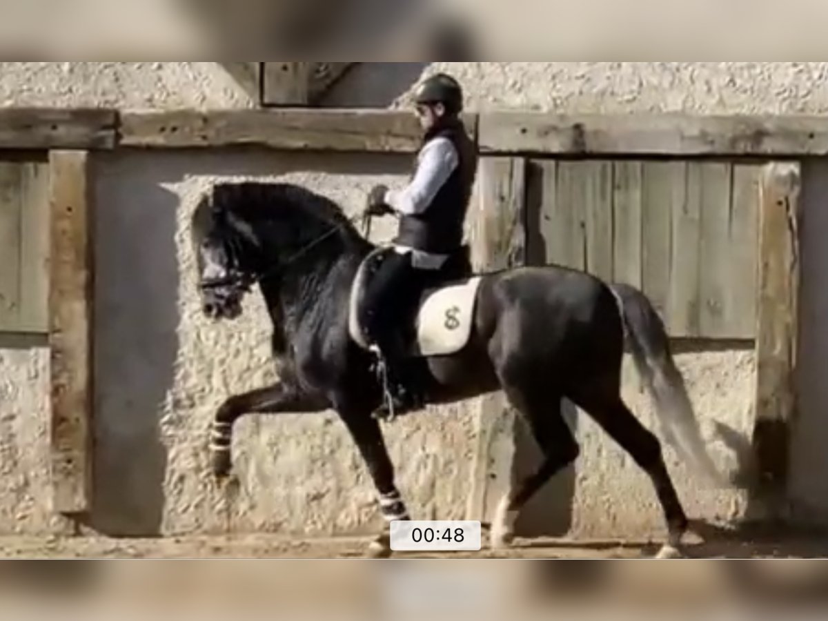 Lusitano Hengst 9 Jaar 168 cm Schimmel in Madrid