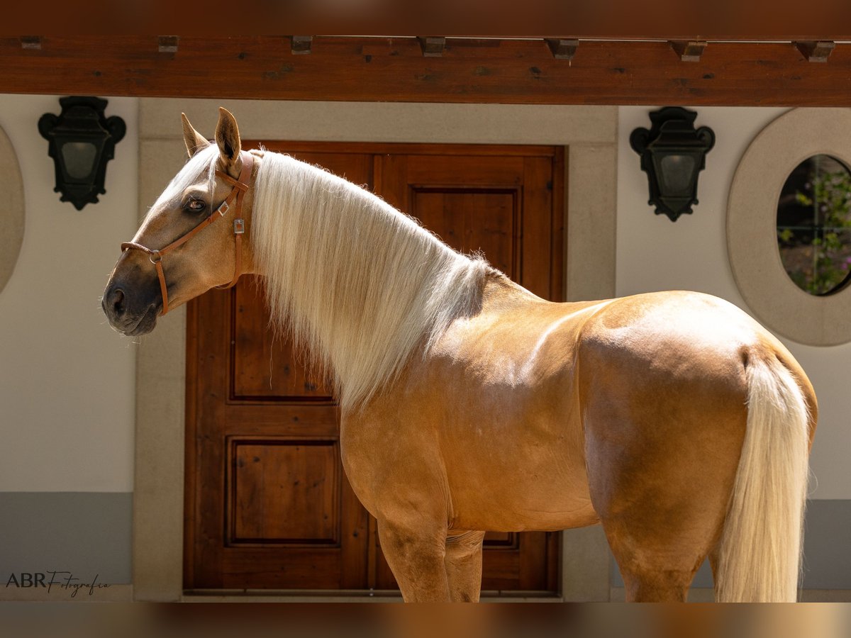 Lusitano Hengst Palomino in Santo Estêvão