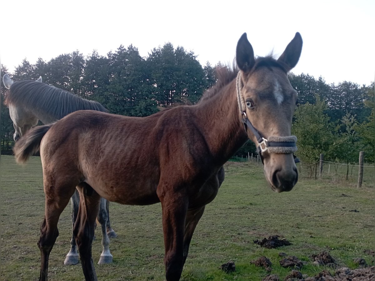 Lusitano Hengst veulen (06/2024) 160 cm in VLAŠIM