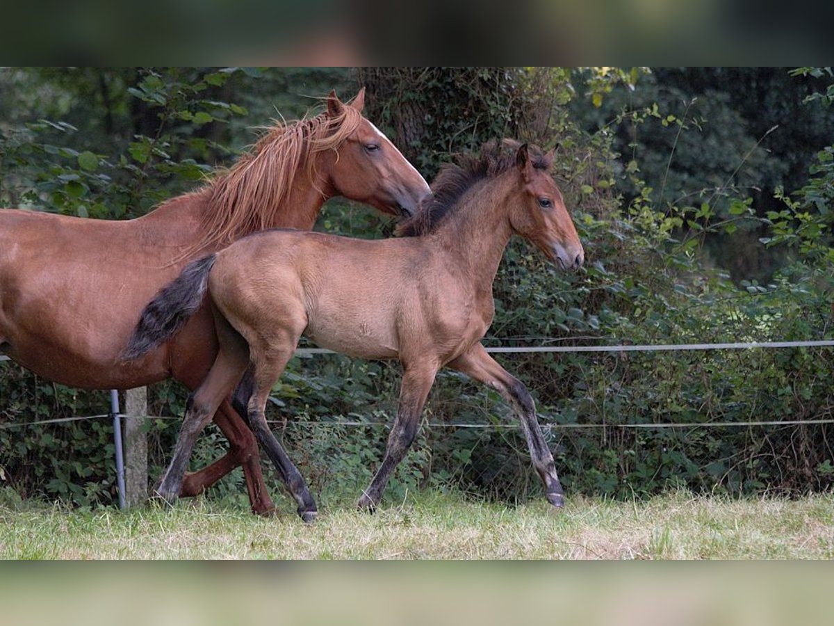 Lusitano Hengst veulen (01/2024) 163 cm Bruin in GOVEN