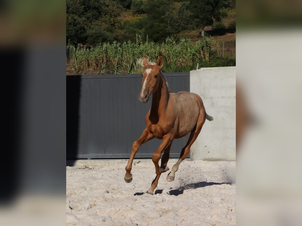 Lusitano Hengst veulen (01/2024) 163 cm Palomino in Rio Maior