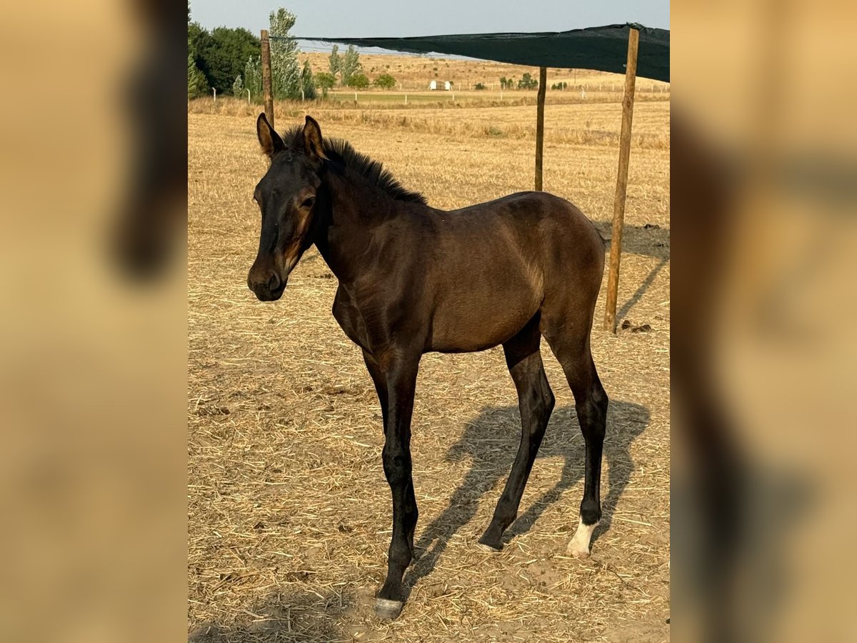 Lusitano Hengst Veulen (04/2025) 163 cm Zwart in &#xC9;voraEvora