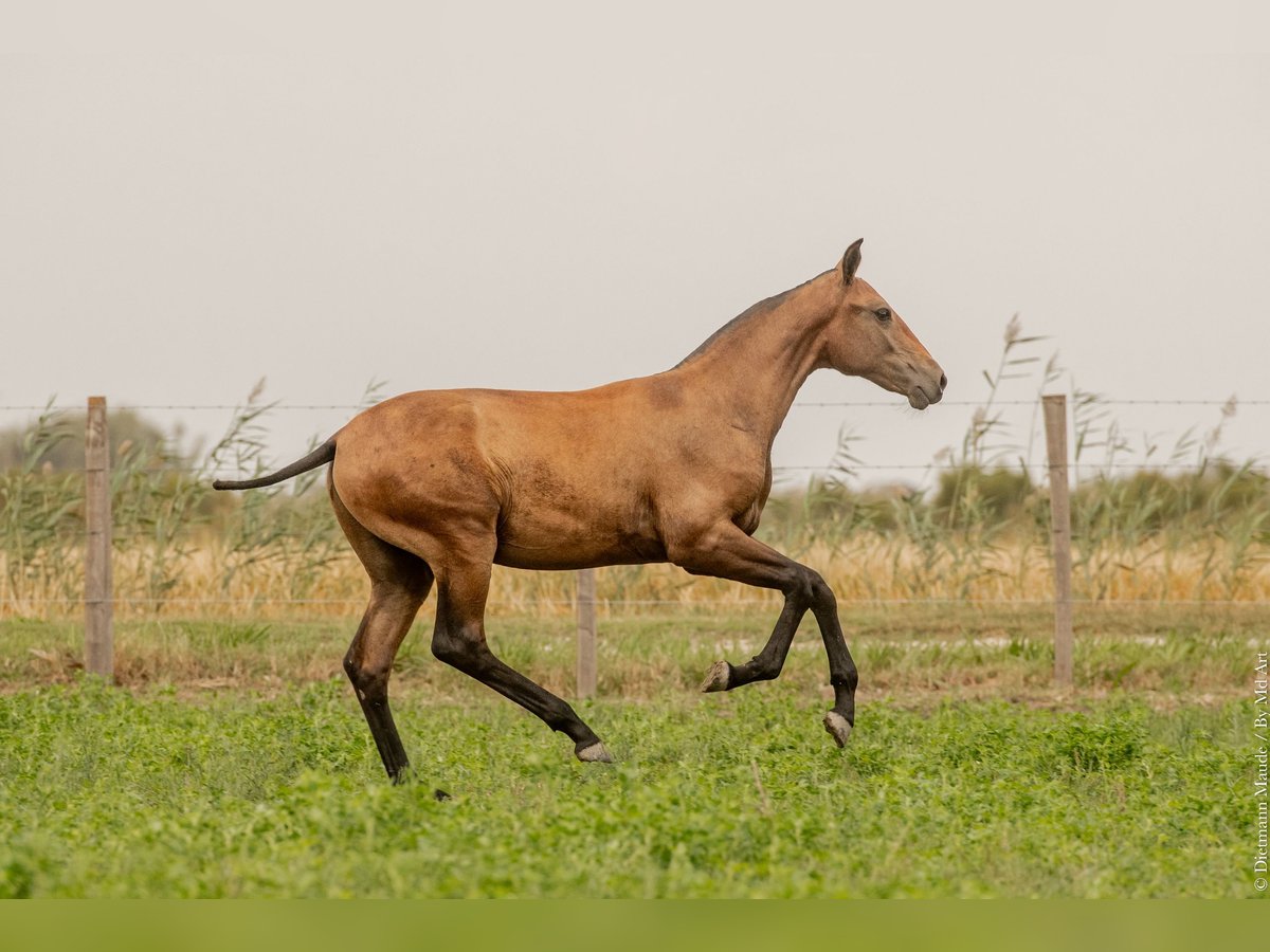 Lusitano Hengst veulen (02/2024) Bruin in Arles