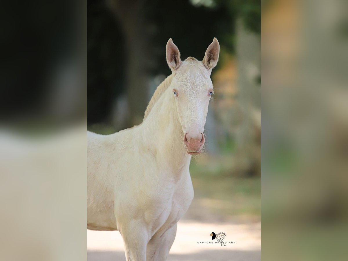 Lusitano Hengst Veulen (04/2025) Cremello in Arles