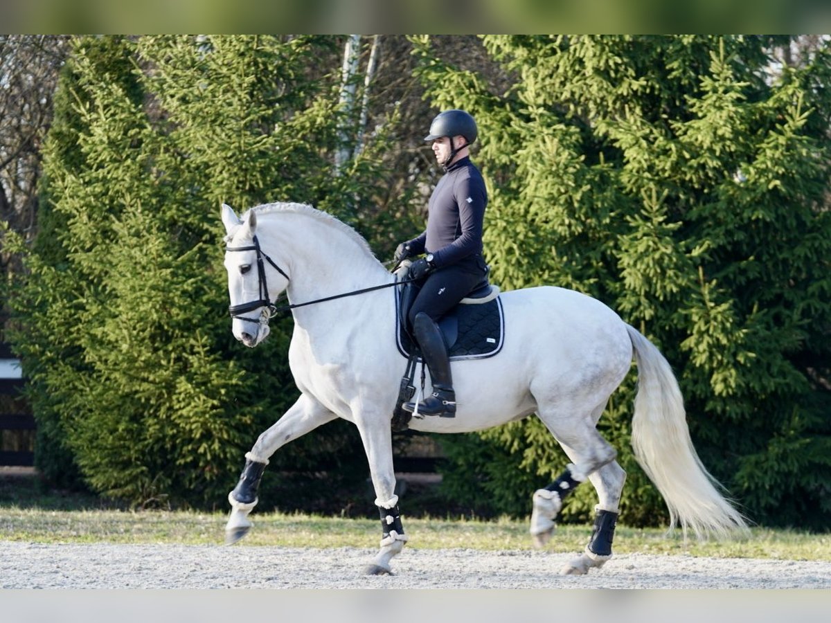 Lusitano Klacz 11 lat 162 cm Siwa in Wyczechowo