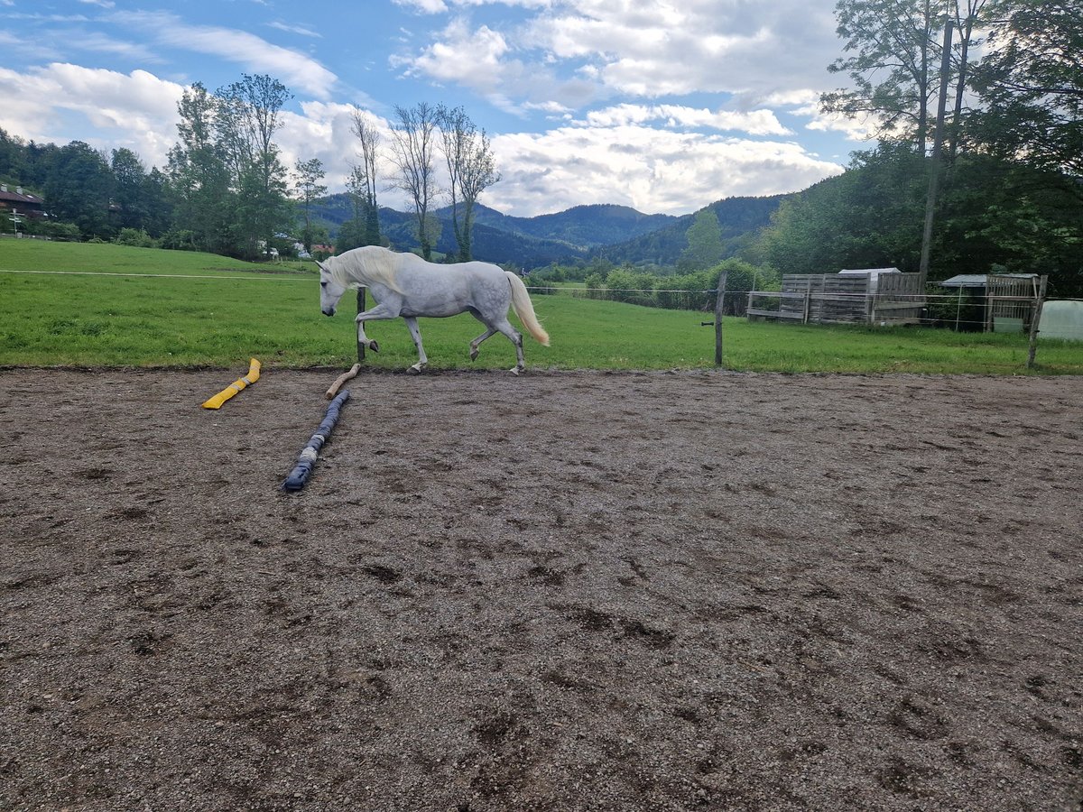 Lusitano Klacz 12 lat 160 cm Siwa w hreczce in Schliersee