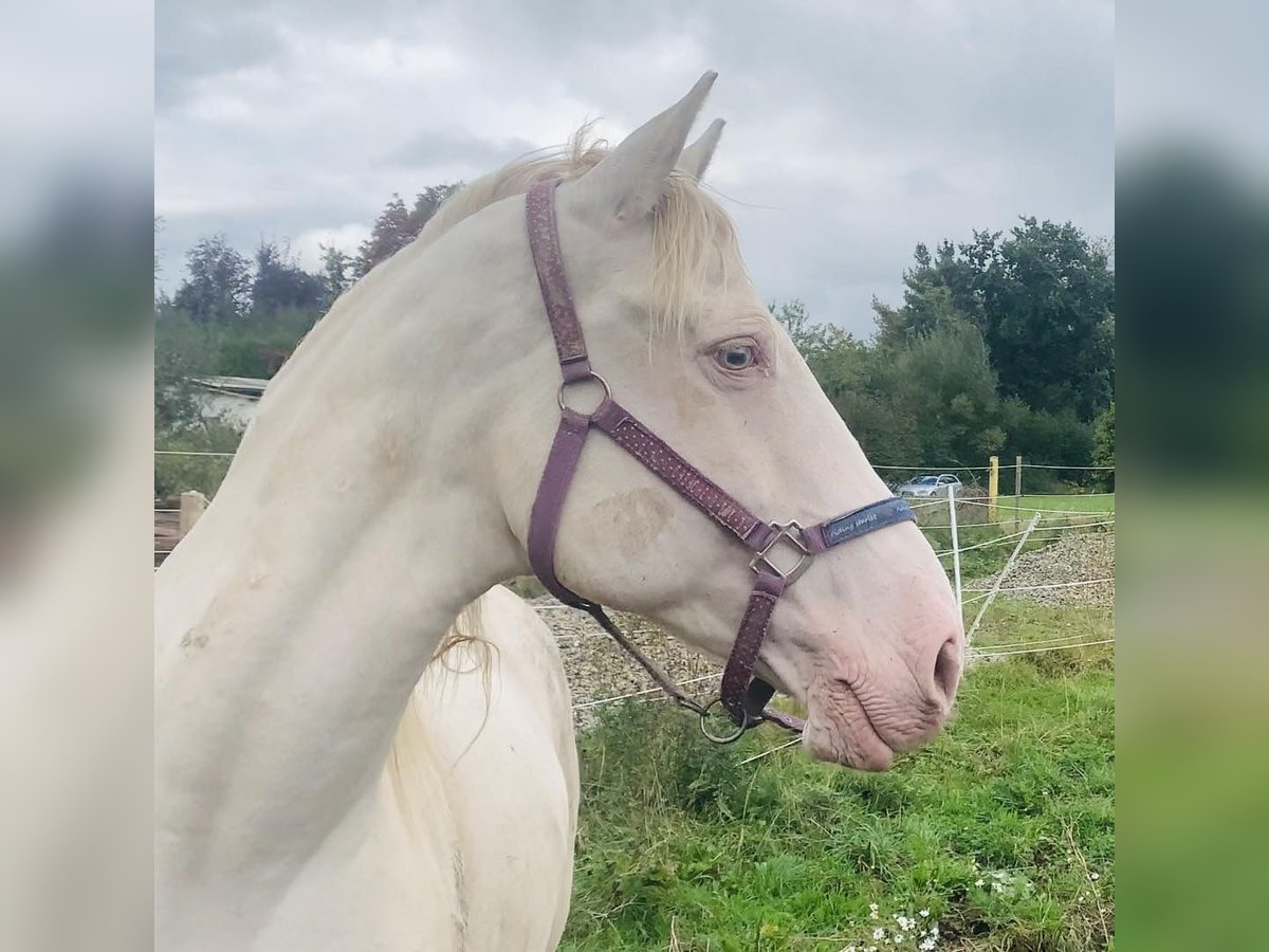 Lusitano Klacz 14 lat 163 cm Perlino in Ludwigsau