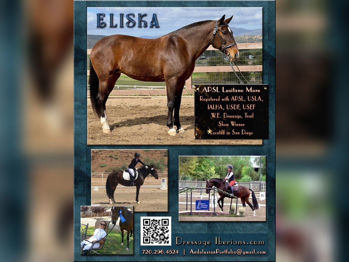 Lusitano Klacz 16 lat 147 cm Gniada in Ramona, CA