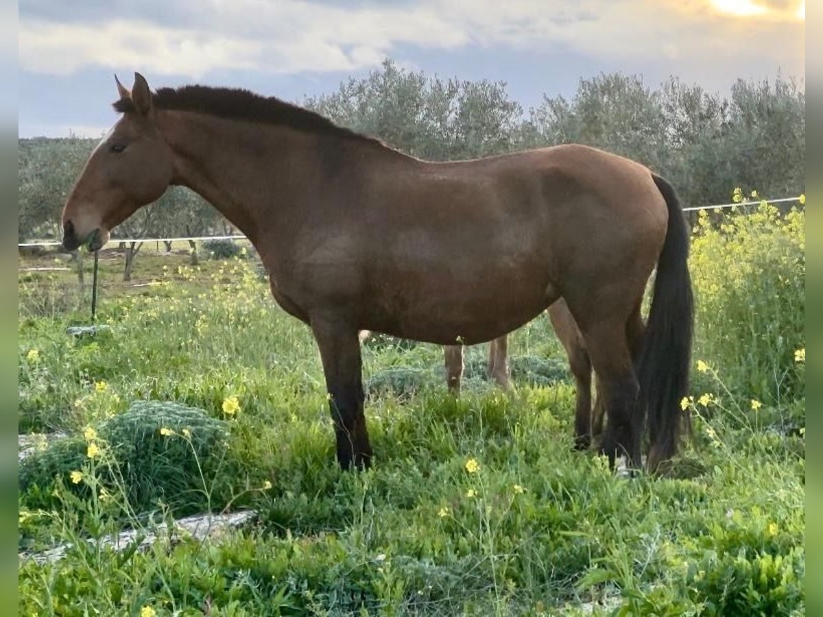 Lusitano Klacz 16 lat 165 cm Gniada in Badajoz