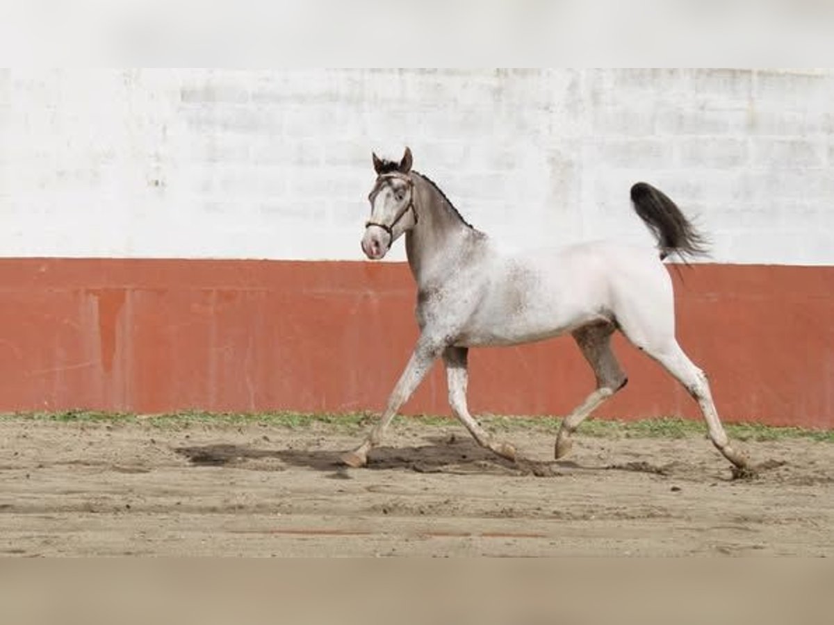 Lusitano Mix Klacz 1 Rok 163 cm Tarantowata in Marinha Grande