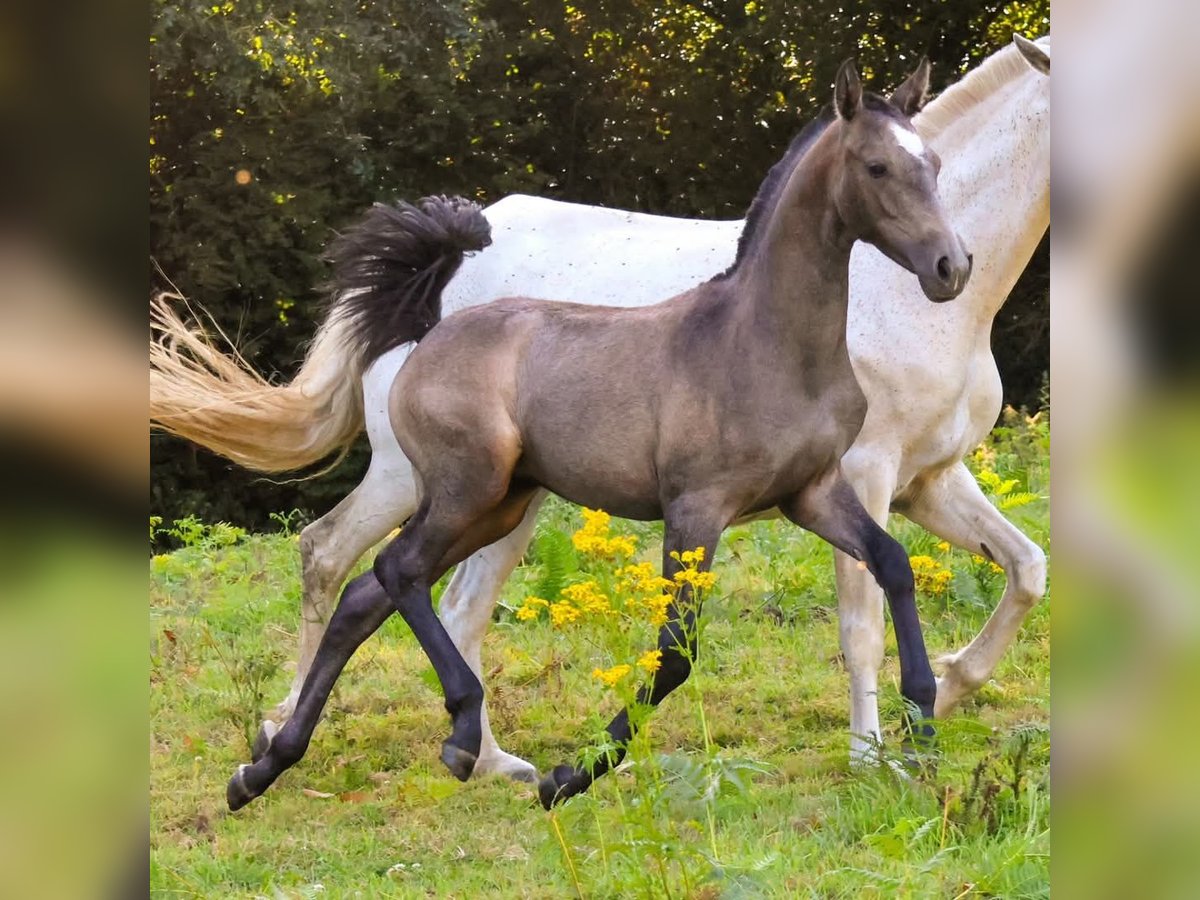 Lusitano Klacz 1 Rok Siwa in Plerneuf