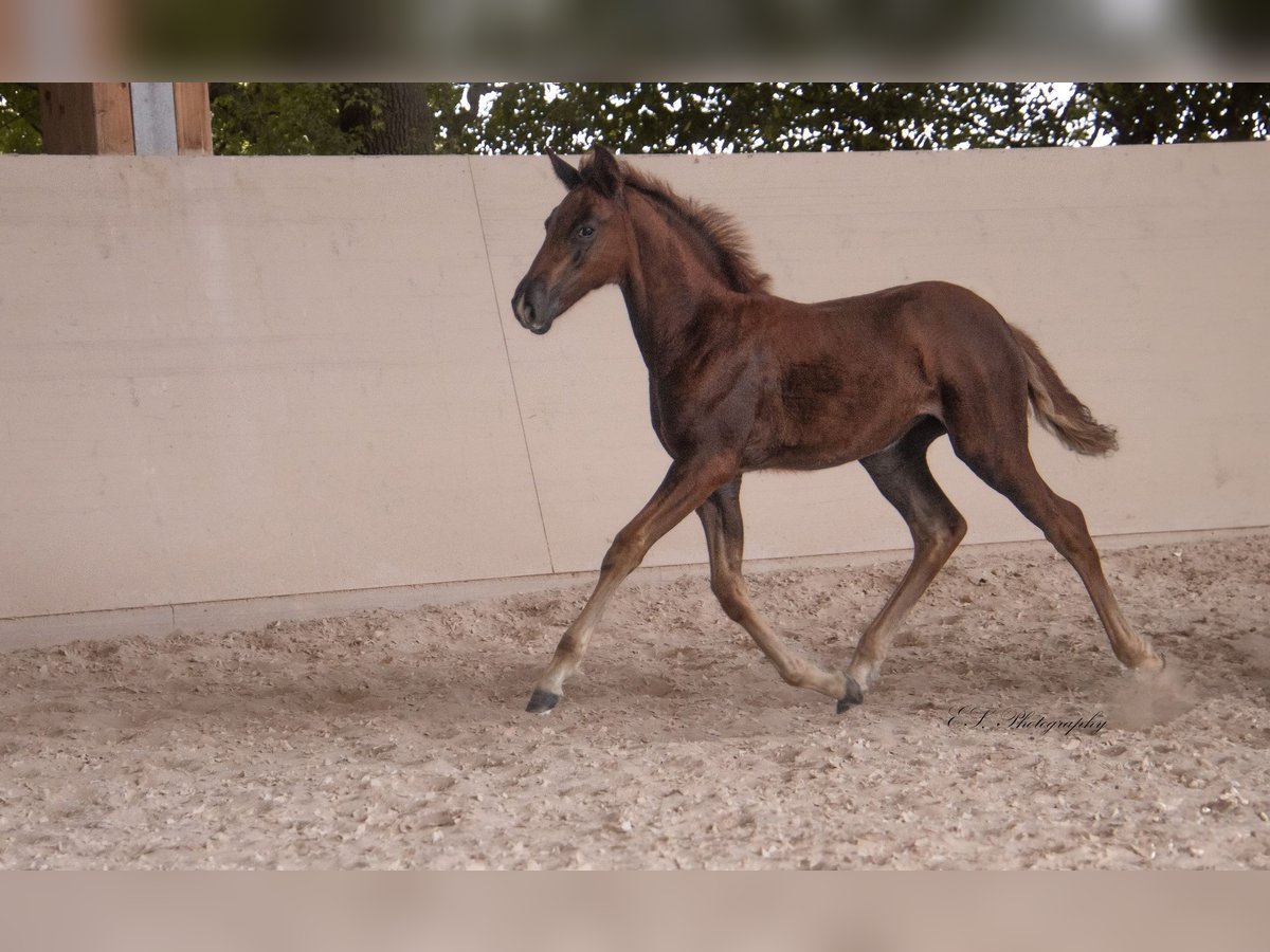 Lusitano Klacz 2 lat 160 cm Ciemnokasztanowata in W&#xF6;llstein