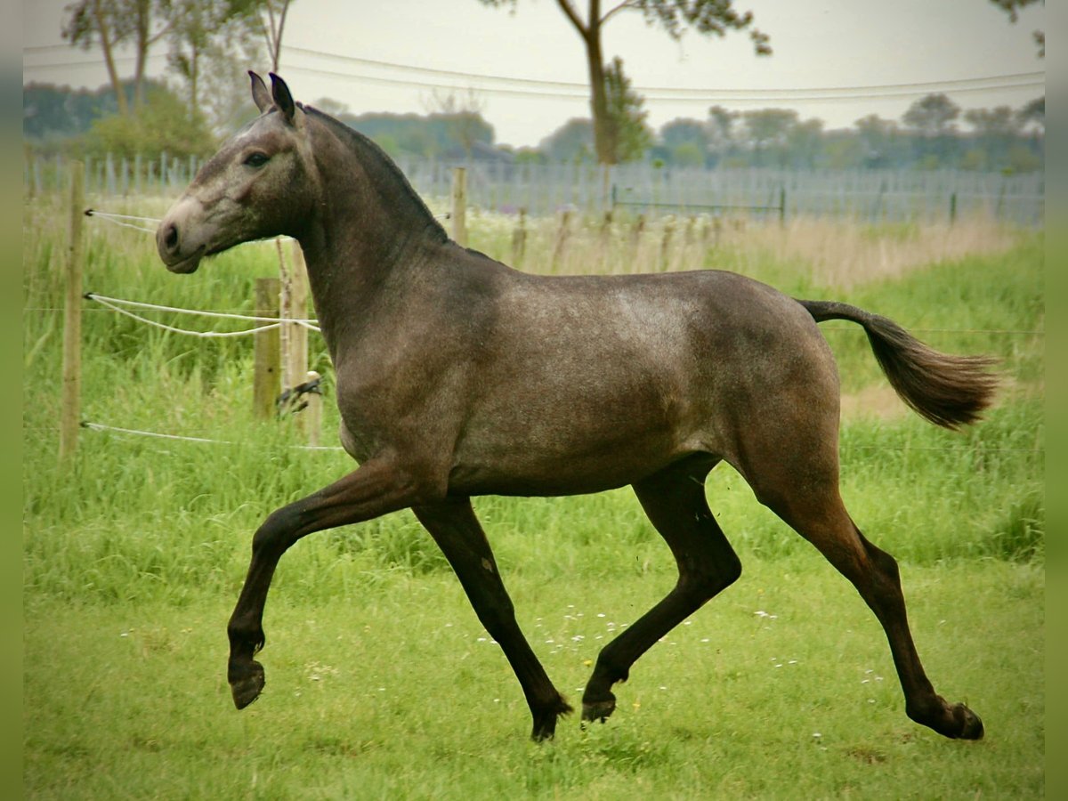 Lusitano Klacz 2 lat 160 cm Siwa in Bredene