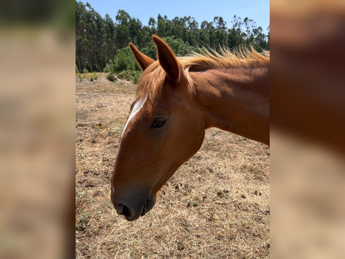 Lusitano Klacz 2 lat 164 cm Kasztanowata in RIO MAIOR