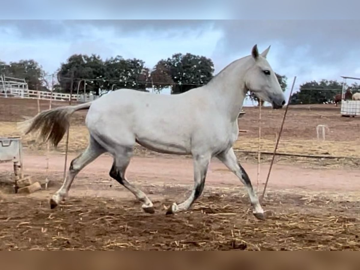 Lusitano Klacz 3 lat 149 cm Siwa in Huelva