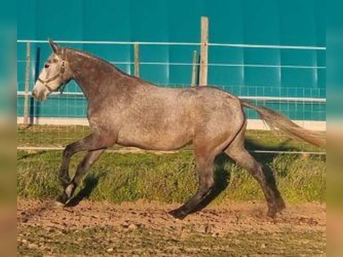 Lusitano Mix Klacz 3 lat 157 cm Siwa in Gijon